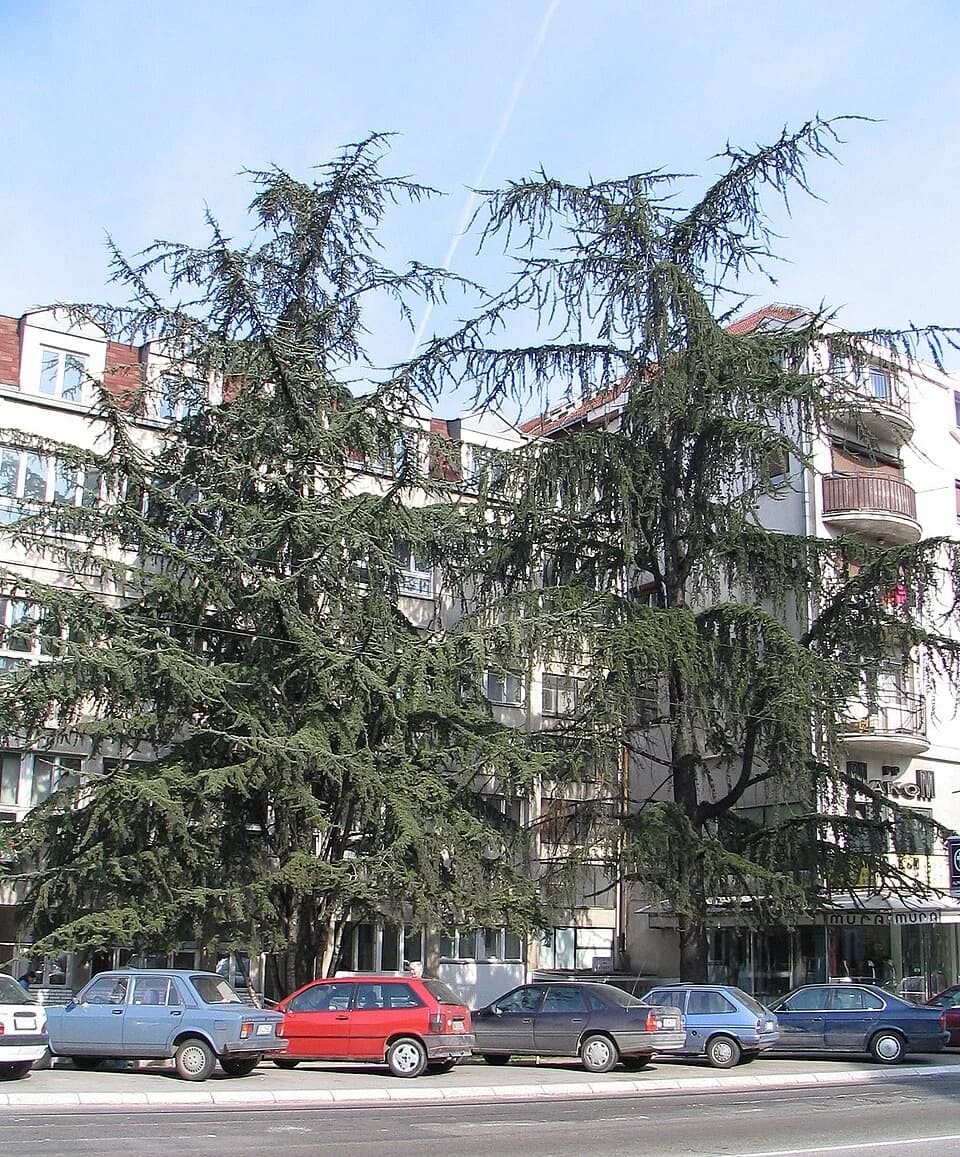 Čukarica