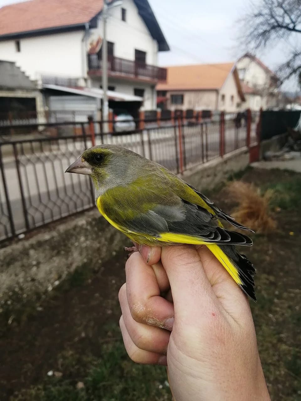 Zaječar