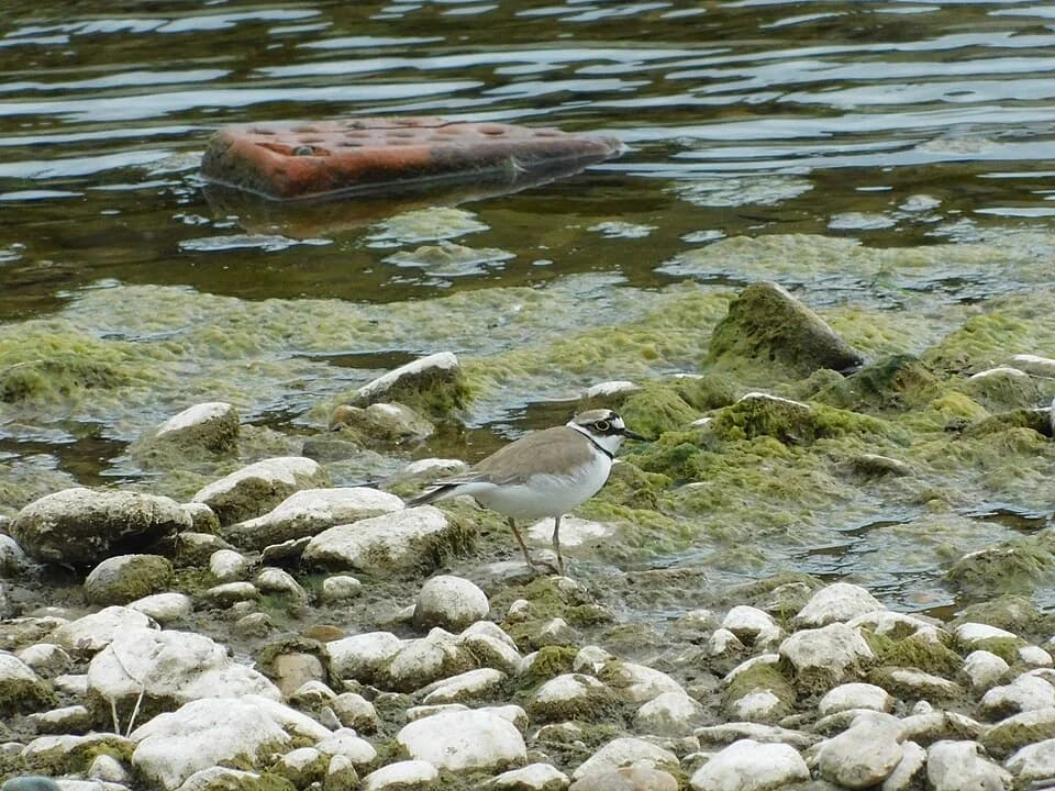 Zaječar