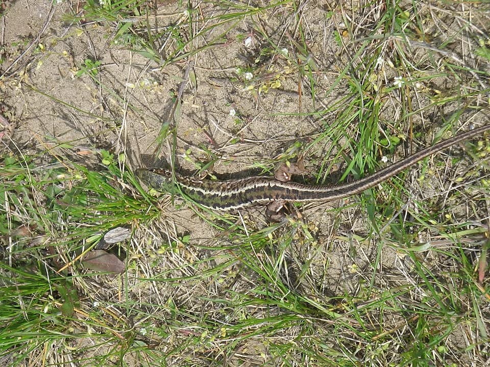 Kelebija