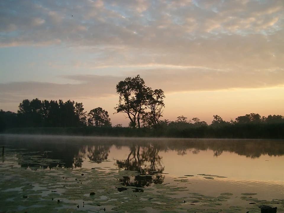 Kolut