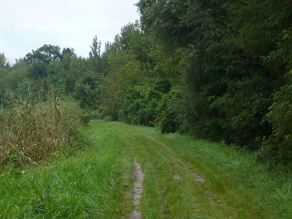 Kolut