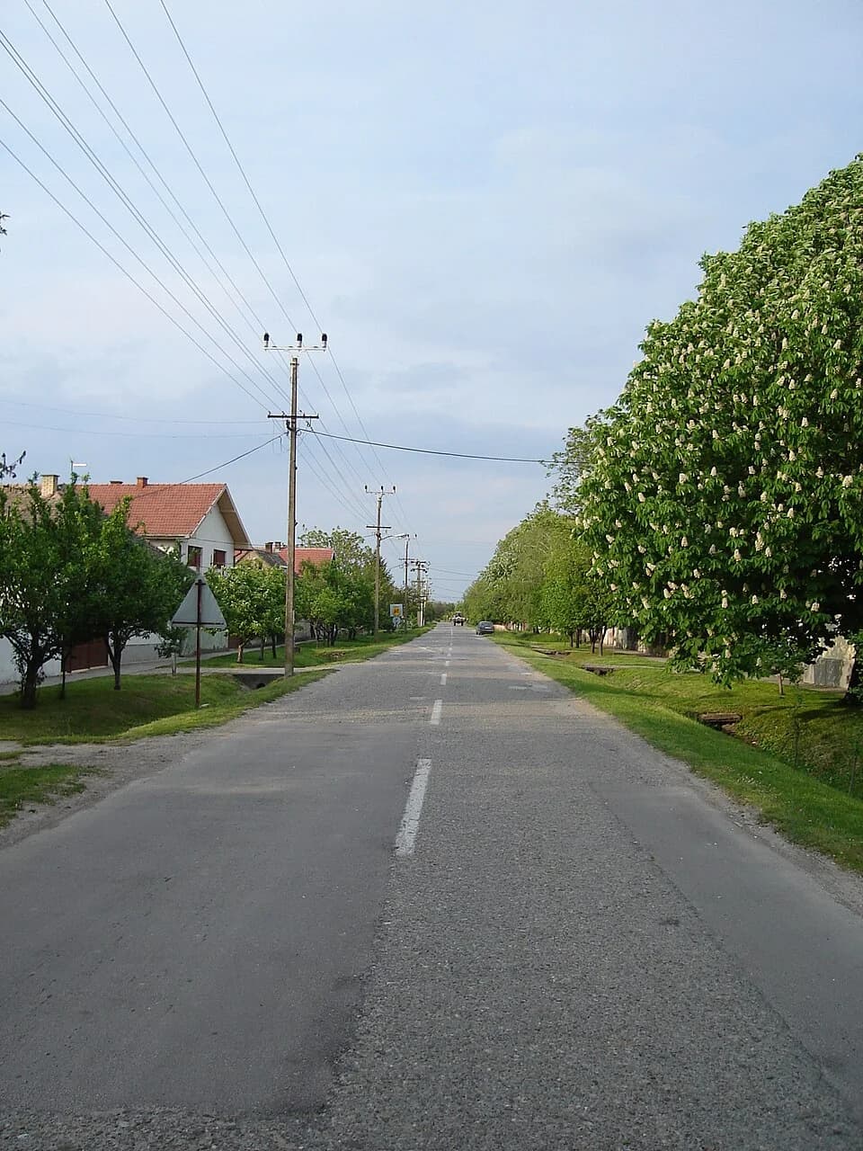Kolut