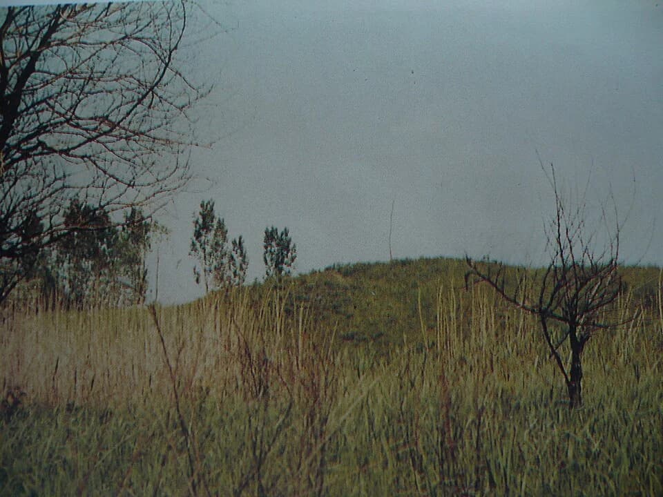 Kolut