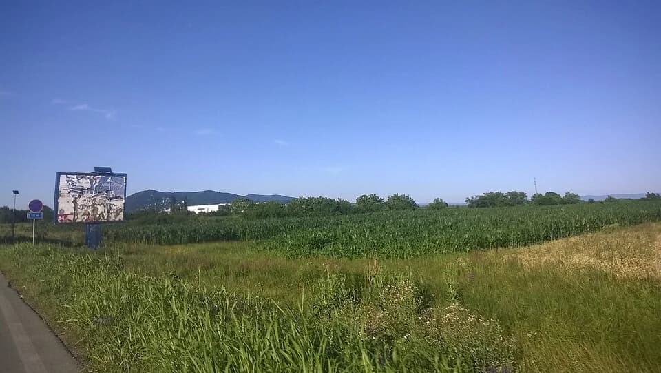 Pavliš