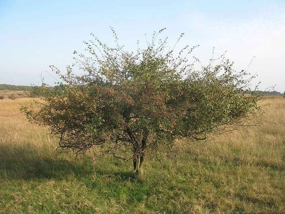 Dolovo