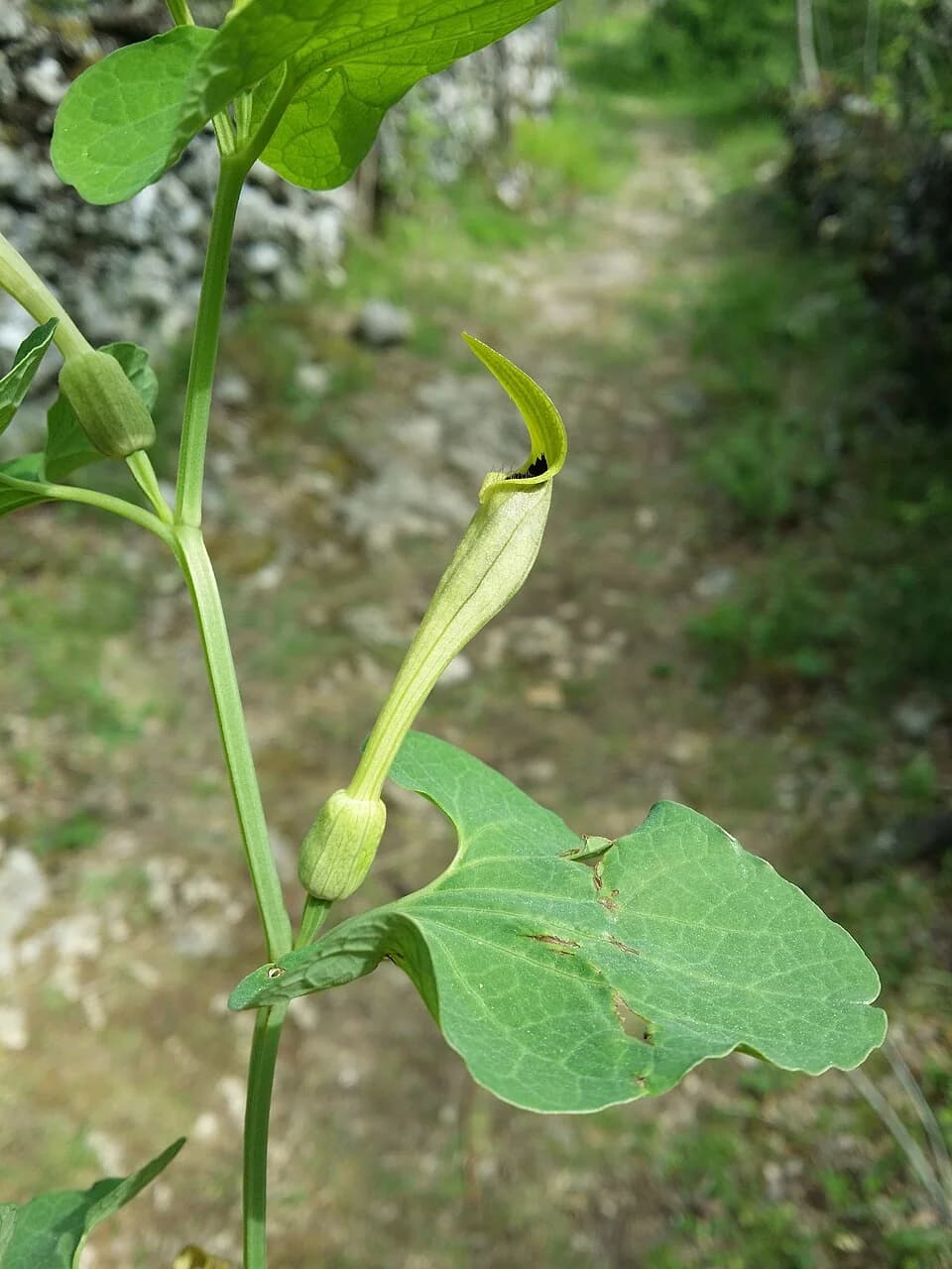 Dolovo