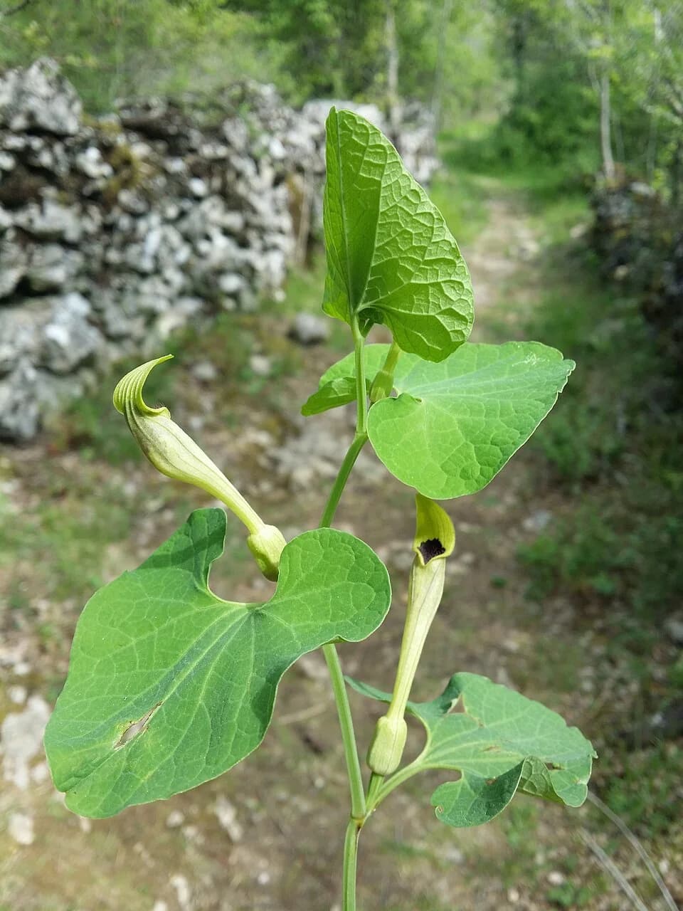Dolovo