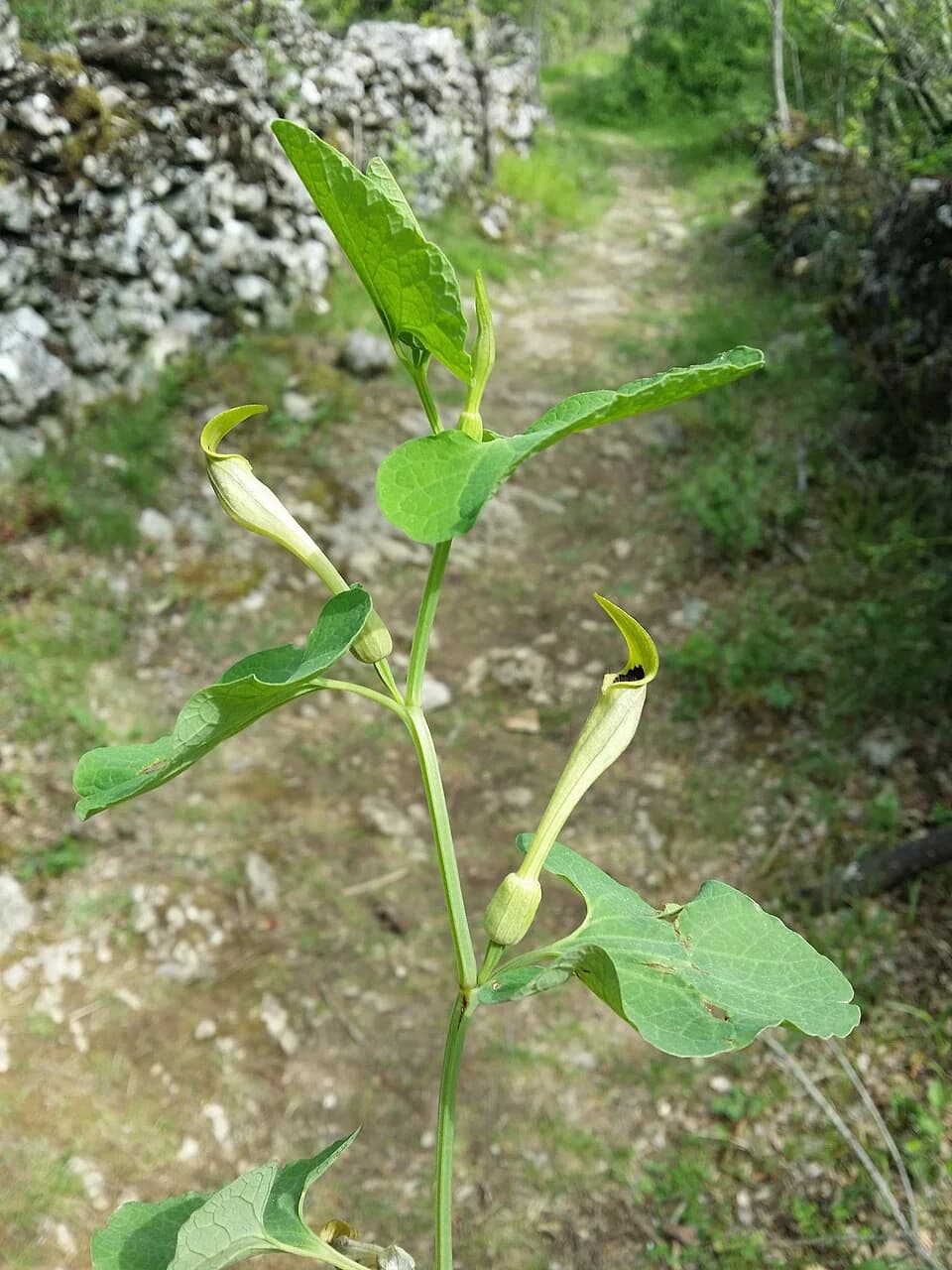 Dolovo