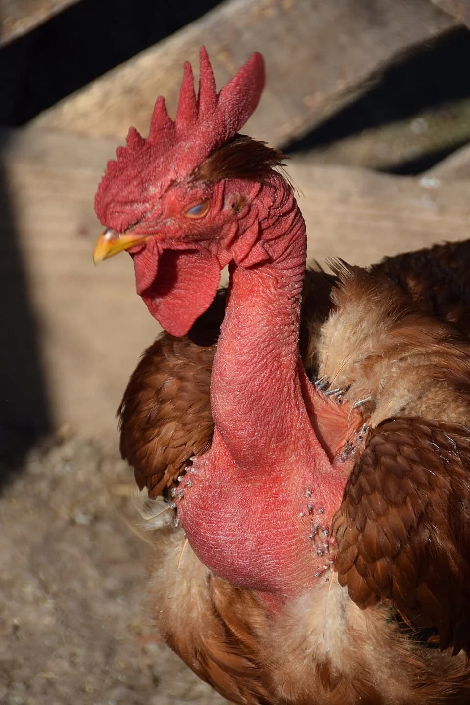 Zasavica II