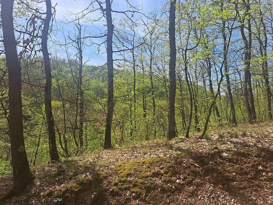 Ripanj