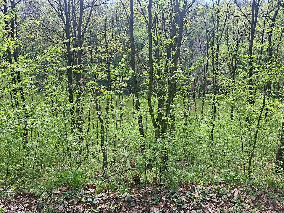 Ripanj