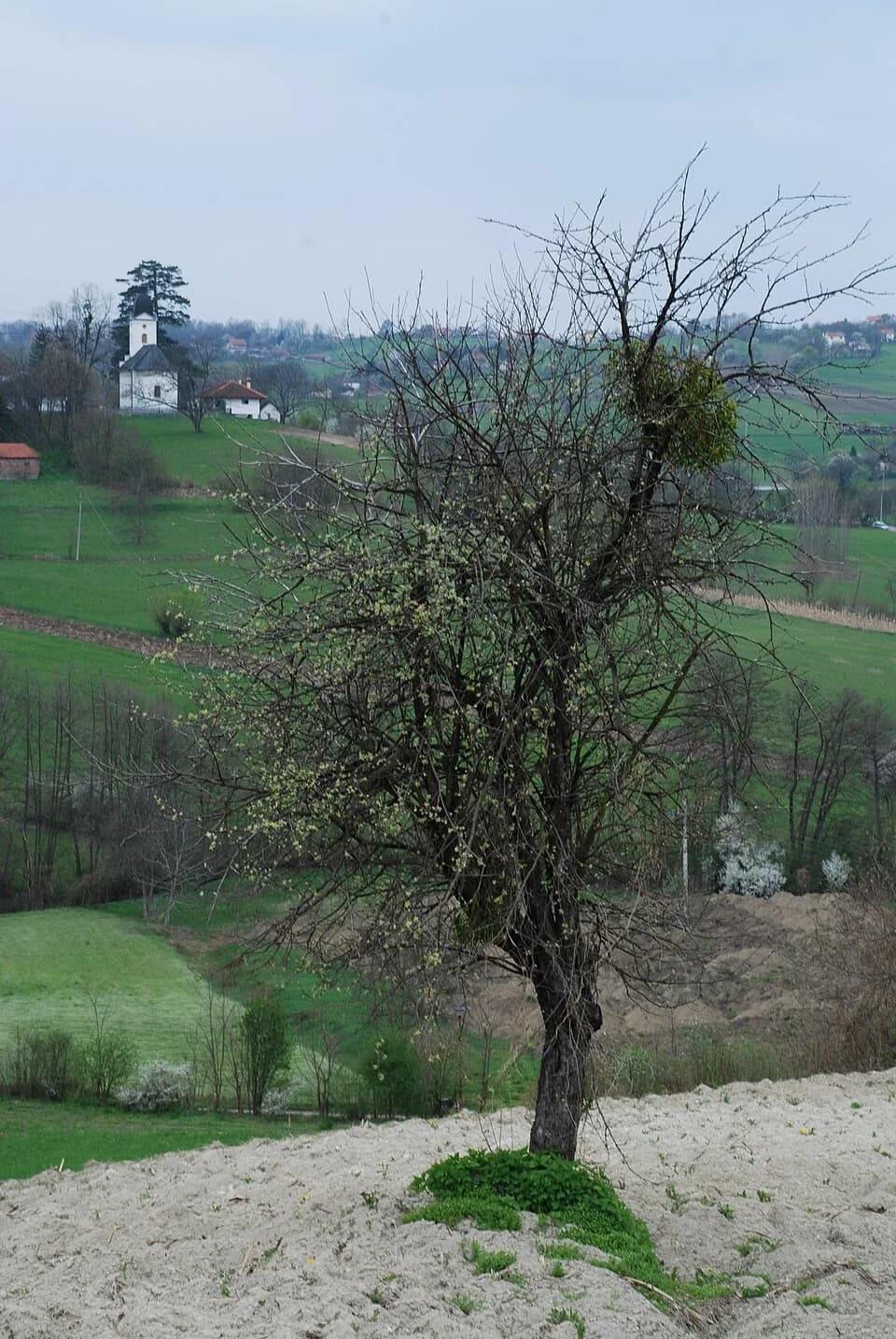 Petnica