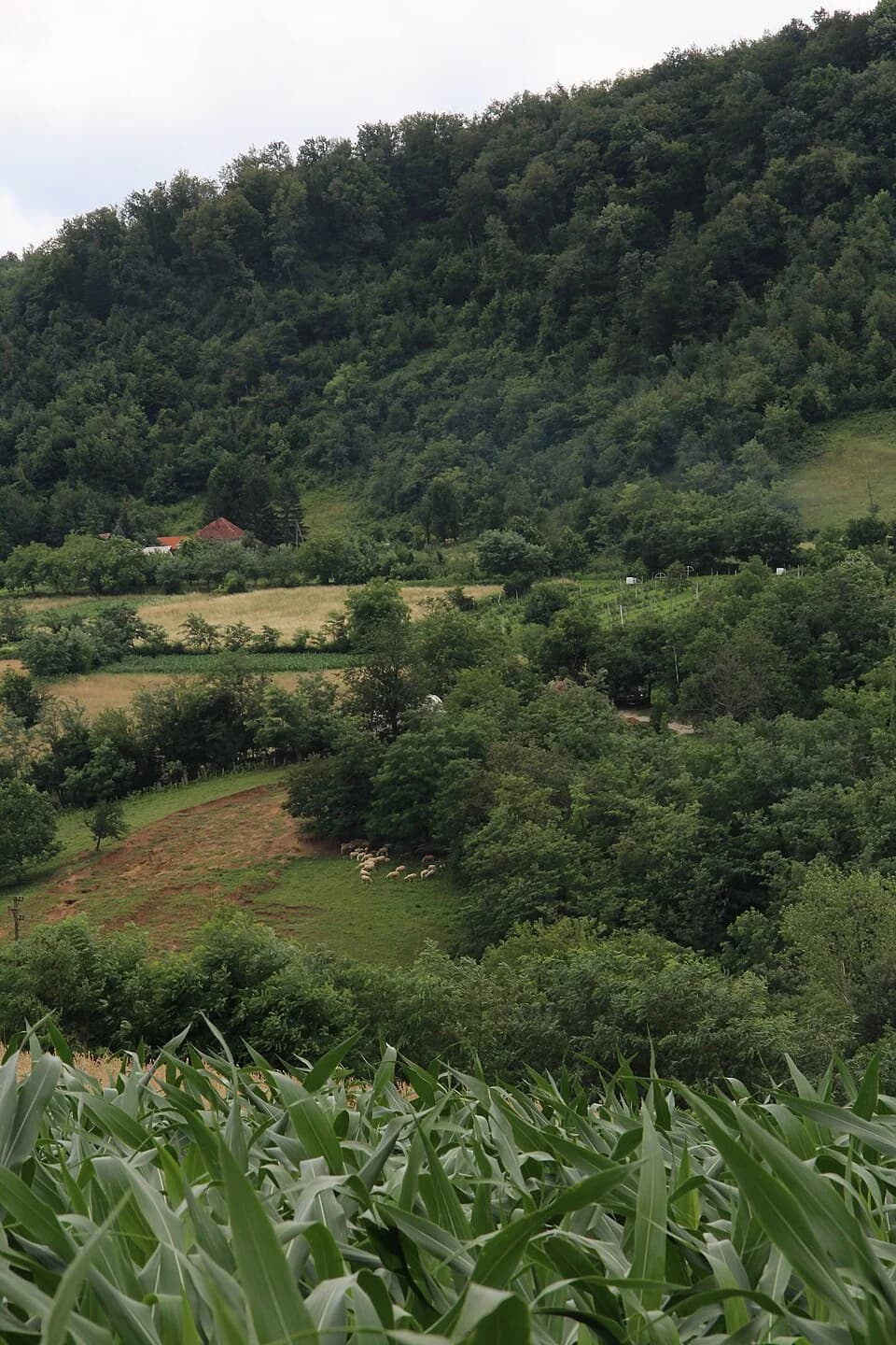 Ravnje