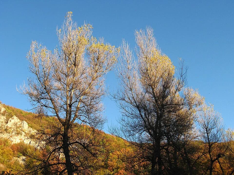 Lelić