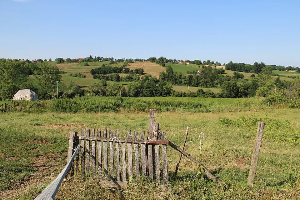 Mrčić