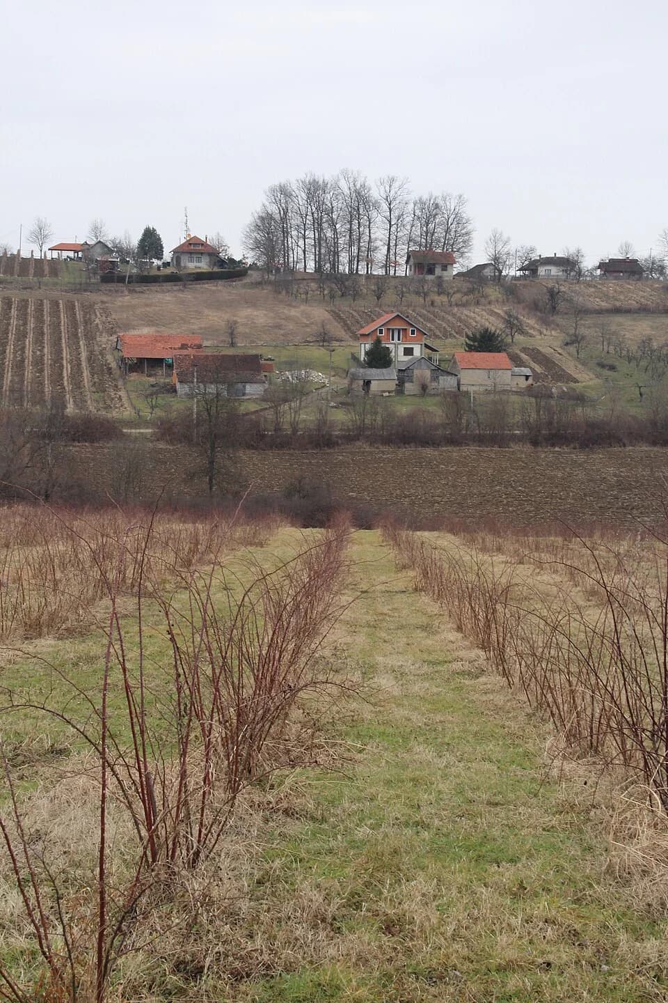Mrčić