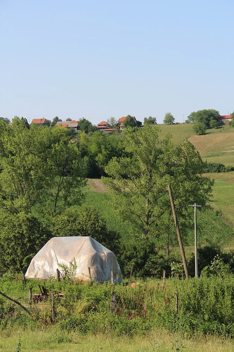 Mrčić