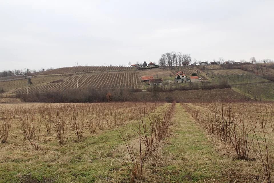 Mrčić