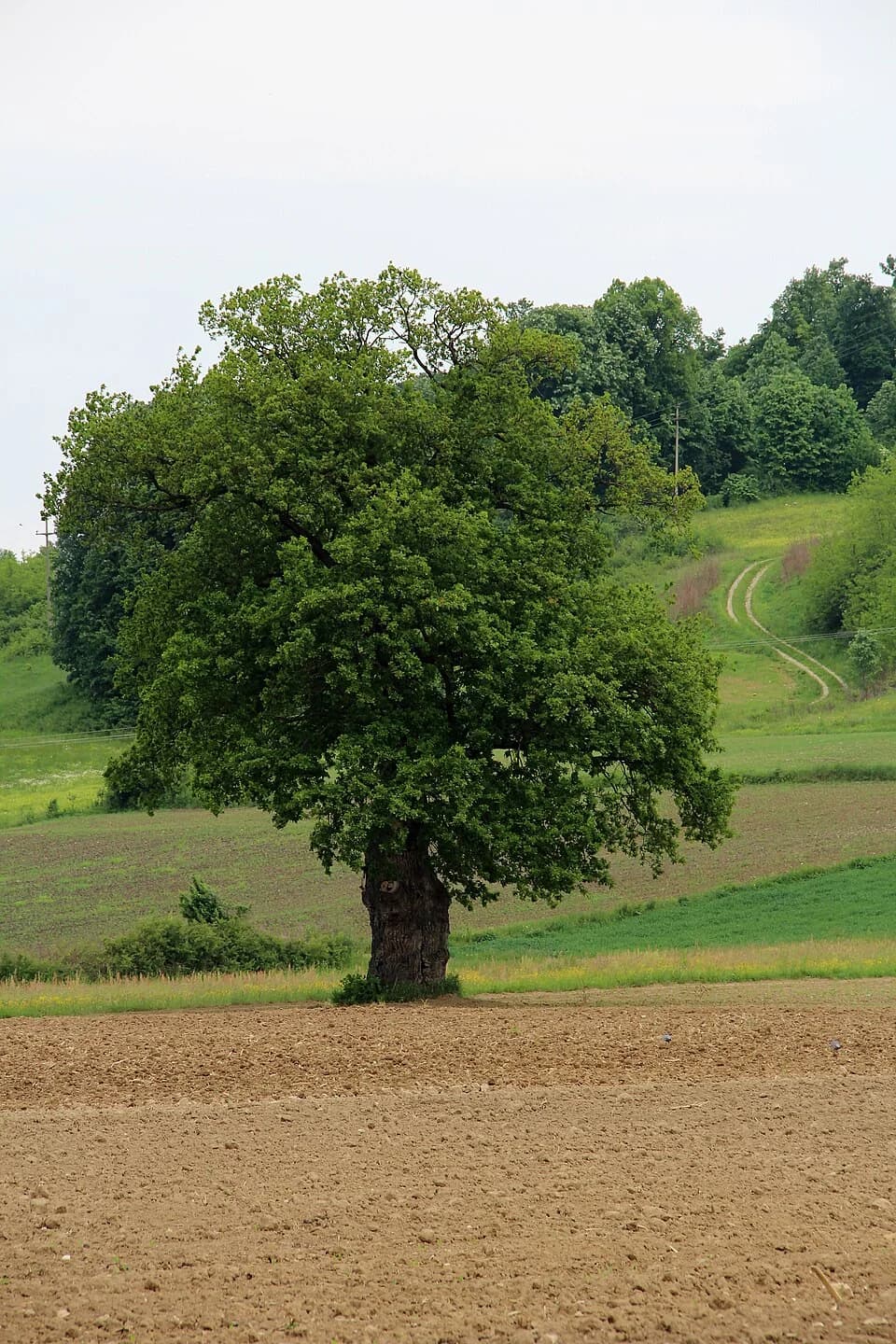 Donja Bukovica