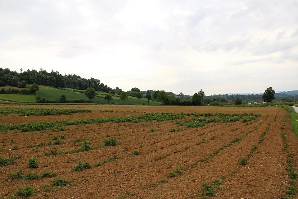 Donja Bukovica