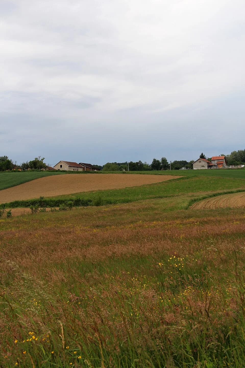 Donja Bukovica