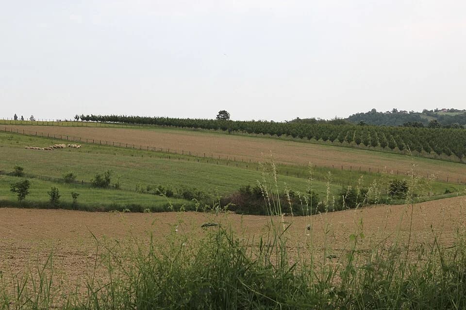 Kotešica
