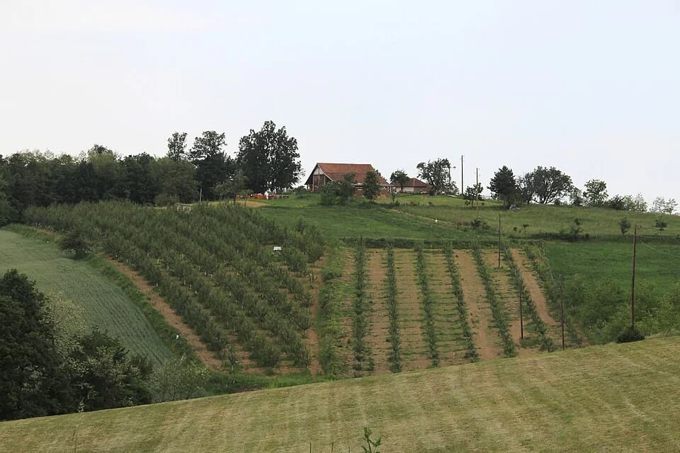 Kotešica