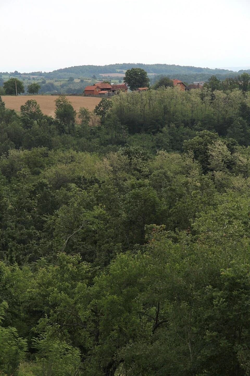 Kotešica