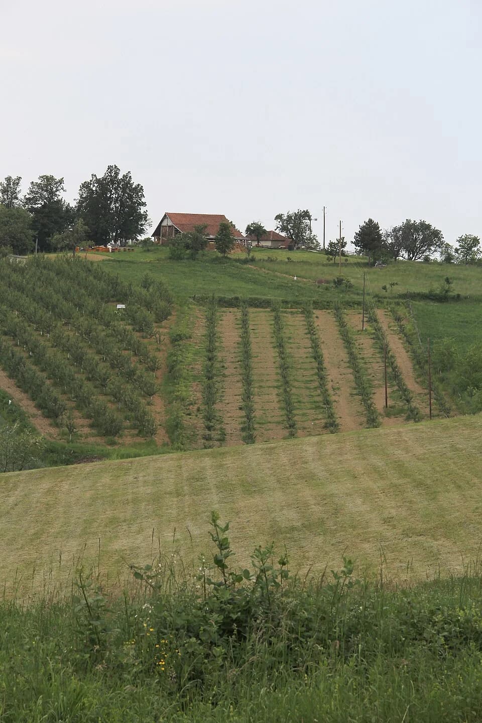 Kotešica