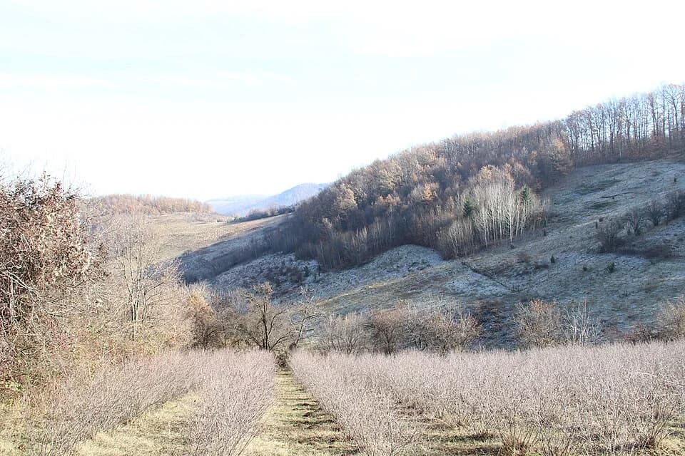 Paklje