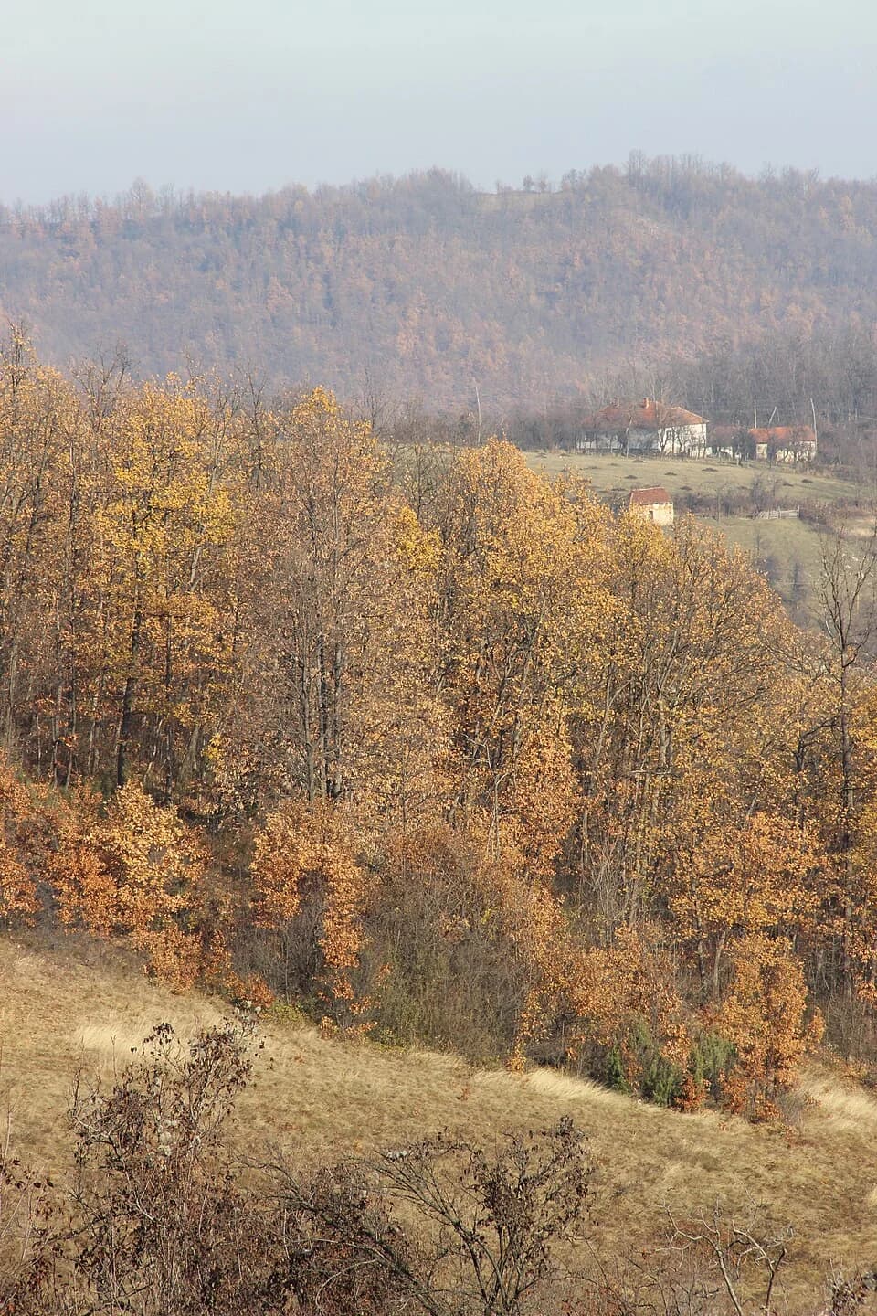 Paklje