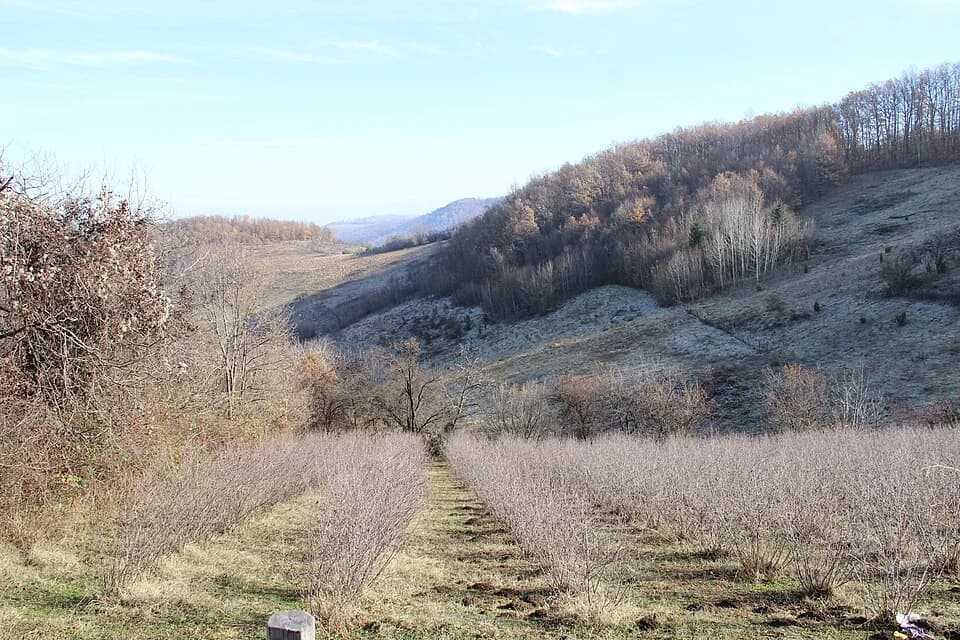 Paklje