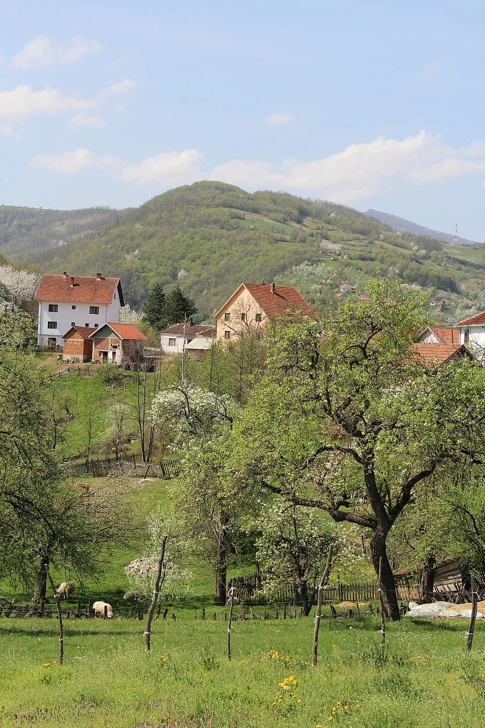 Tubravić