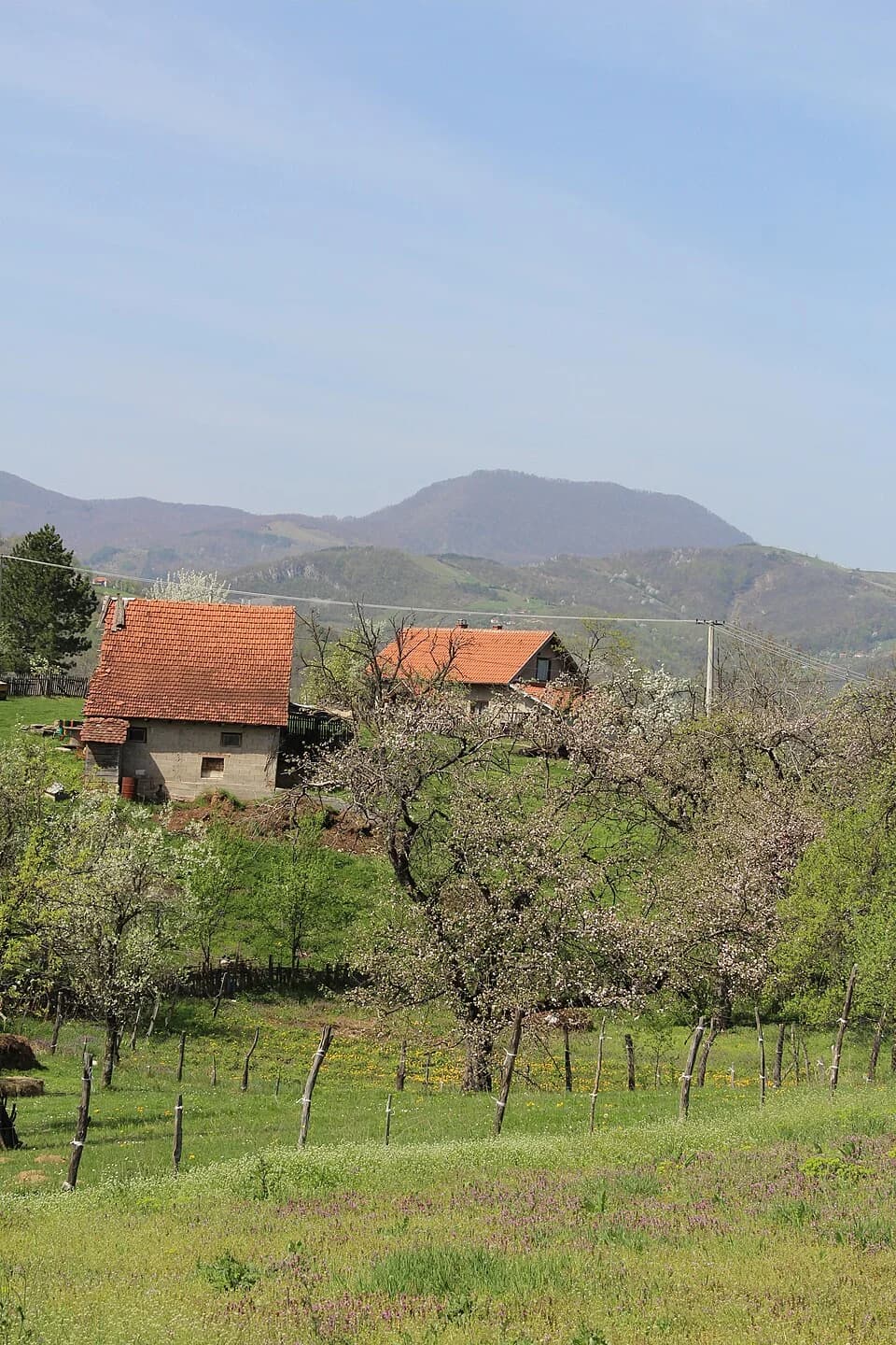 Tubravić