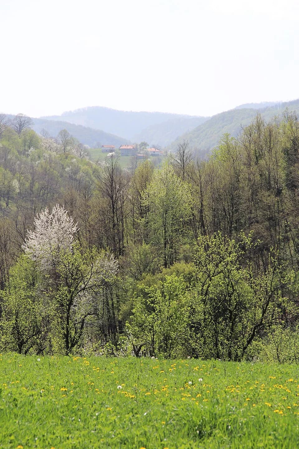 Tubravić