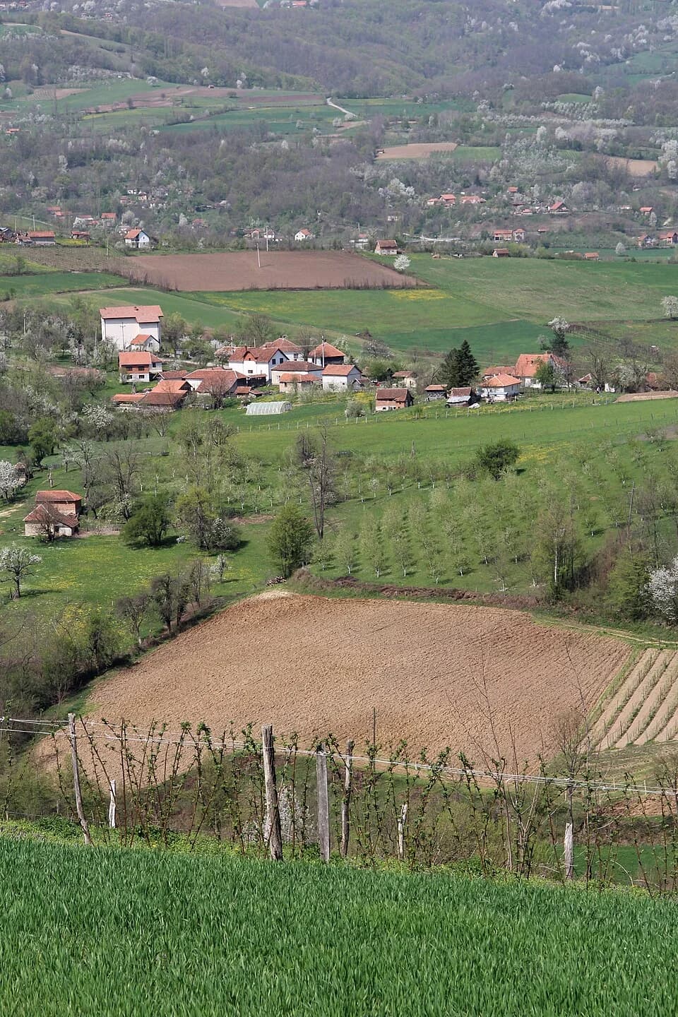 Tubravić