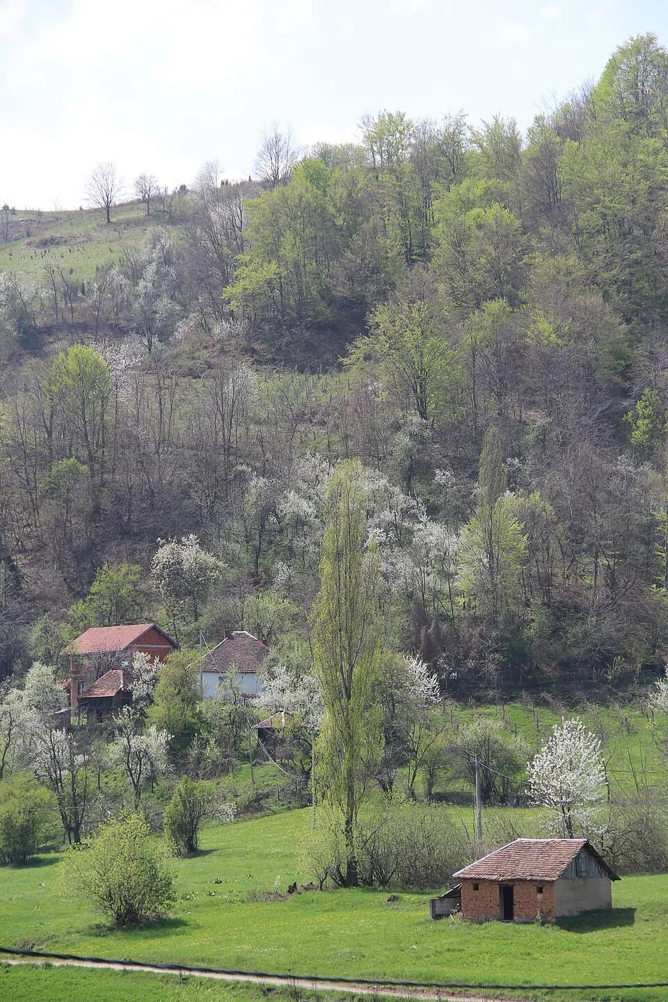 Mijači