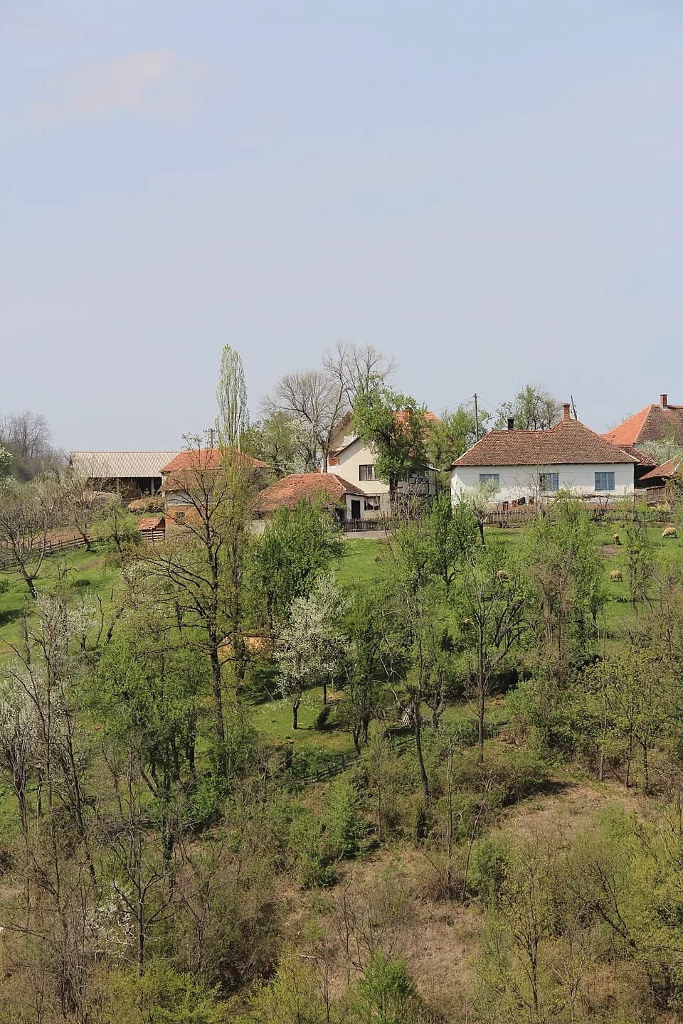 Sitarice
