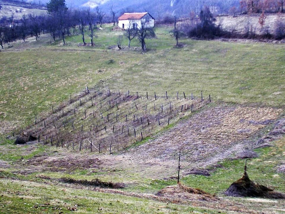 Brezovice