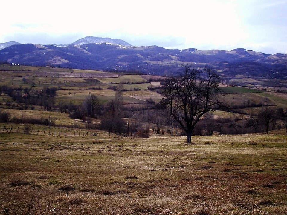 Brezovice