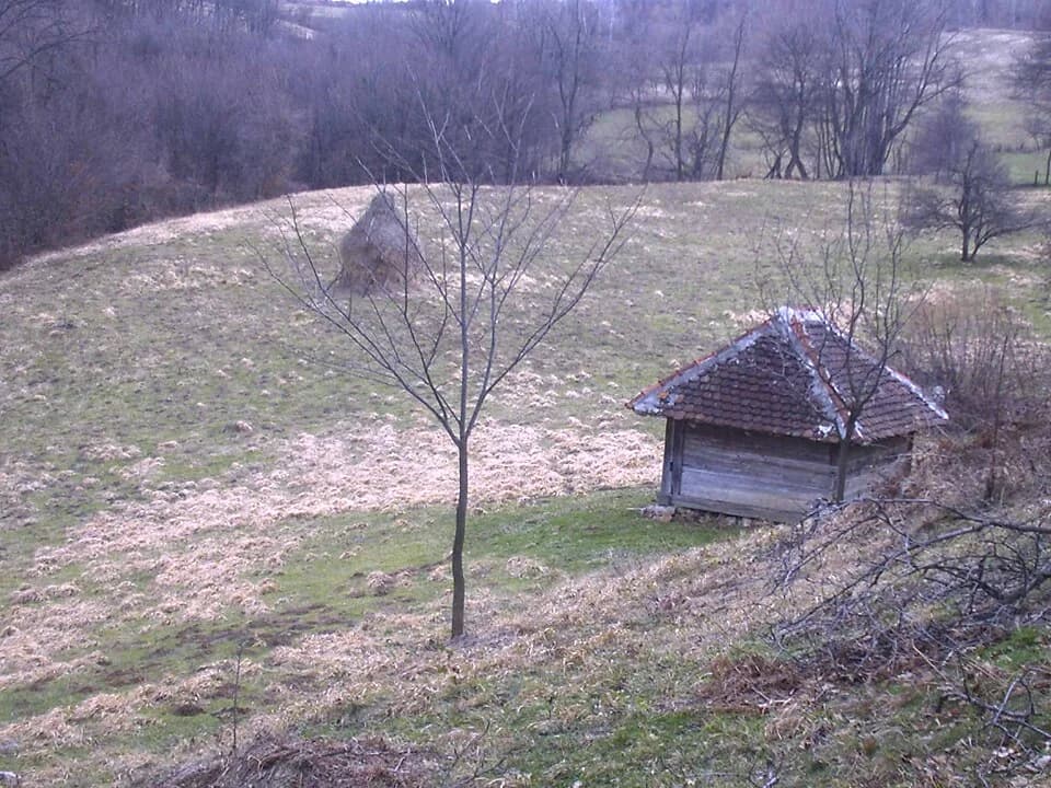 Brezovice