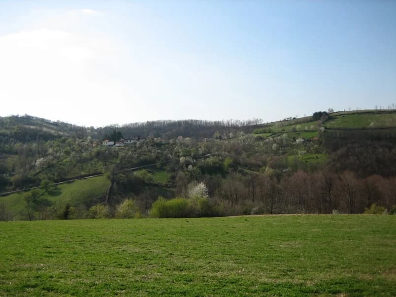 Tupanci
