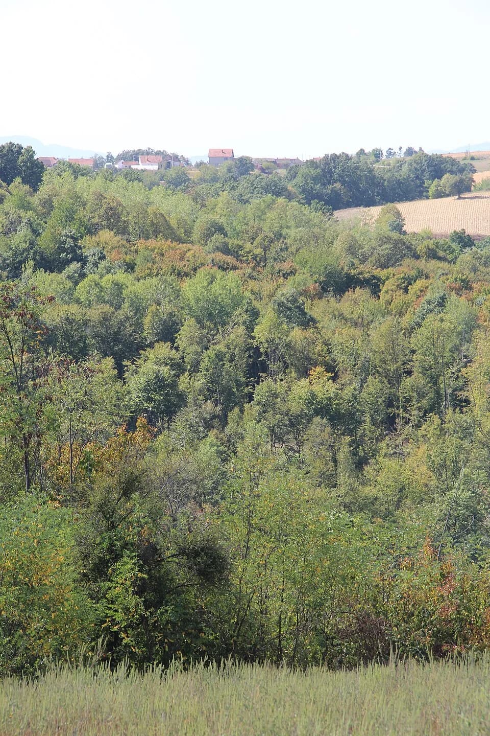 Blizonje