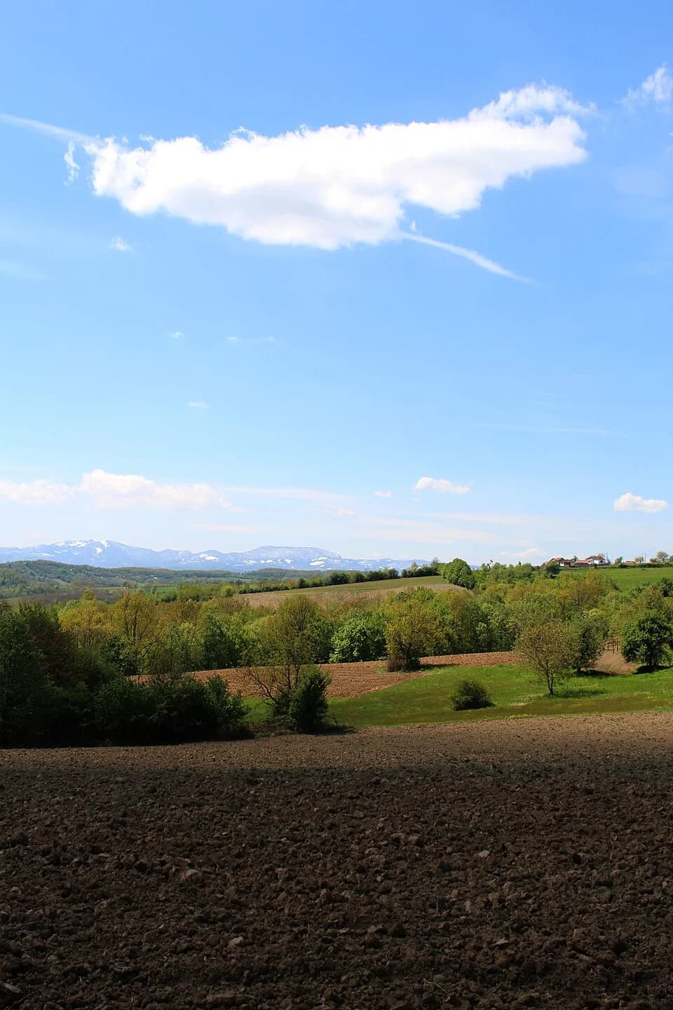 Kozličić