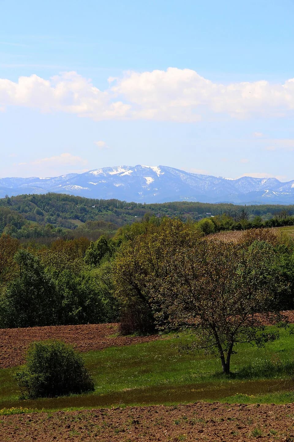 Kozličić