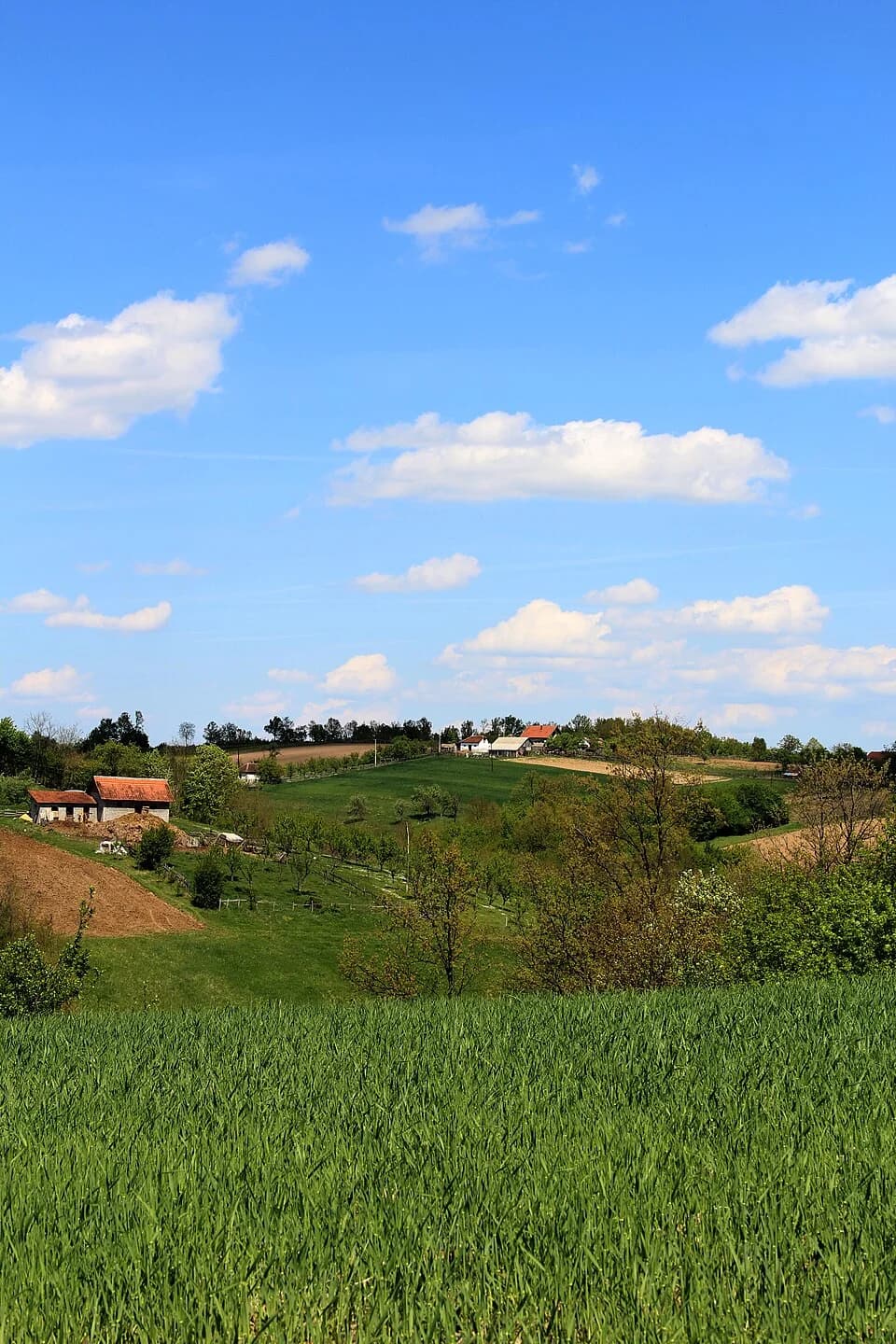 Kozličić