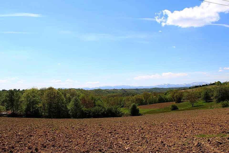Kozličić