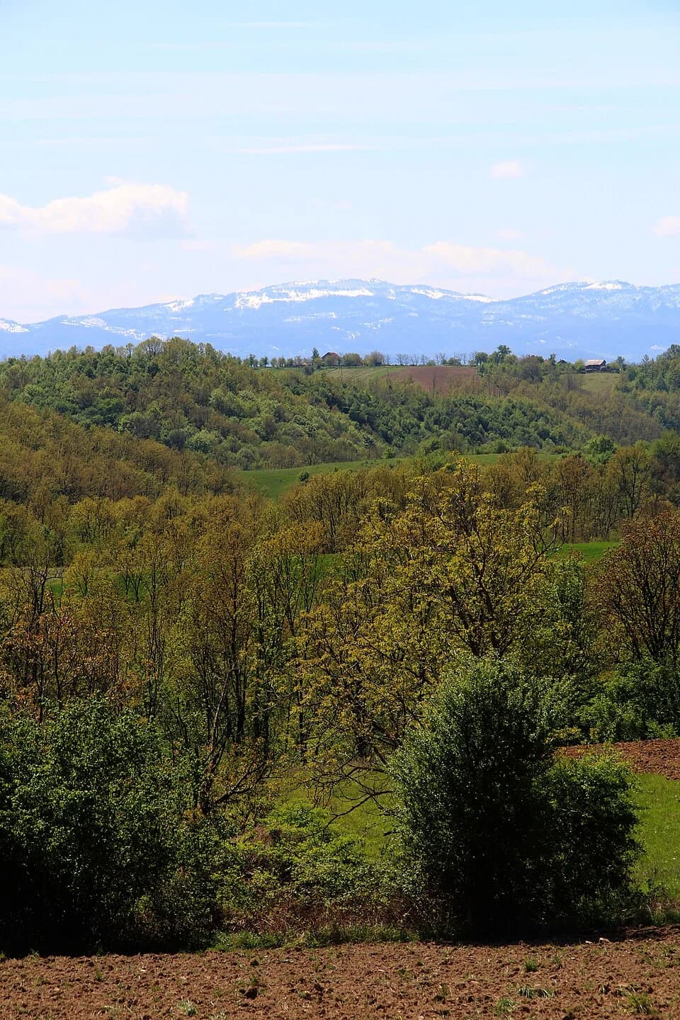 Kozličić