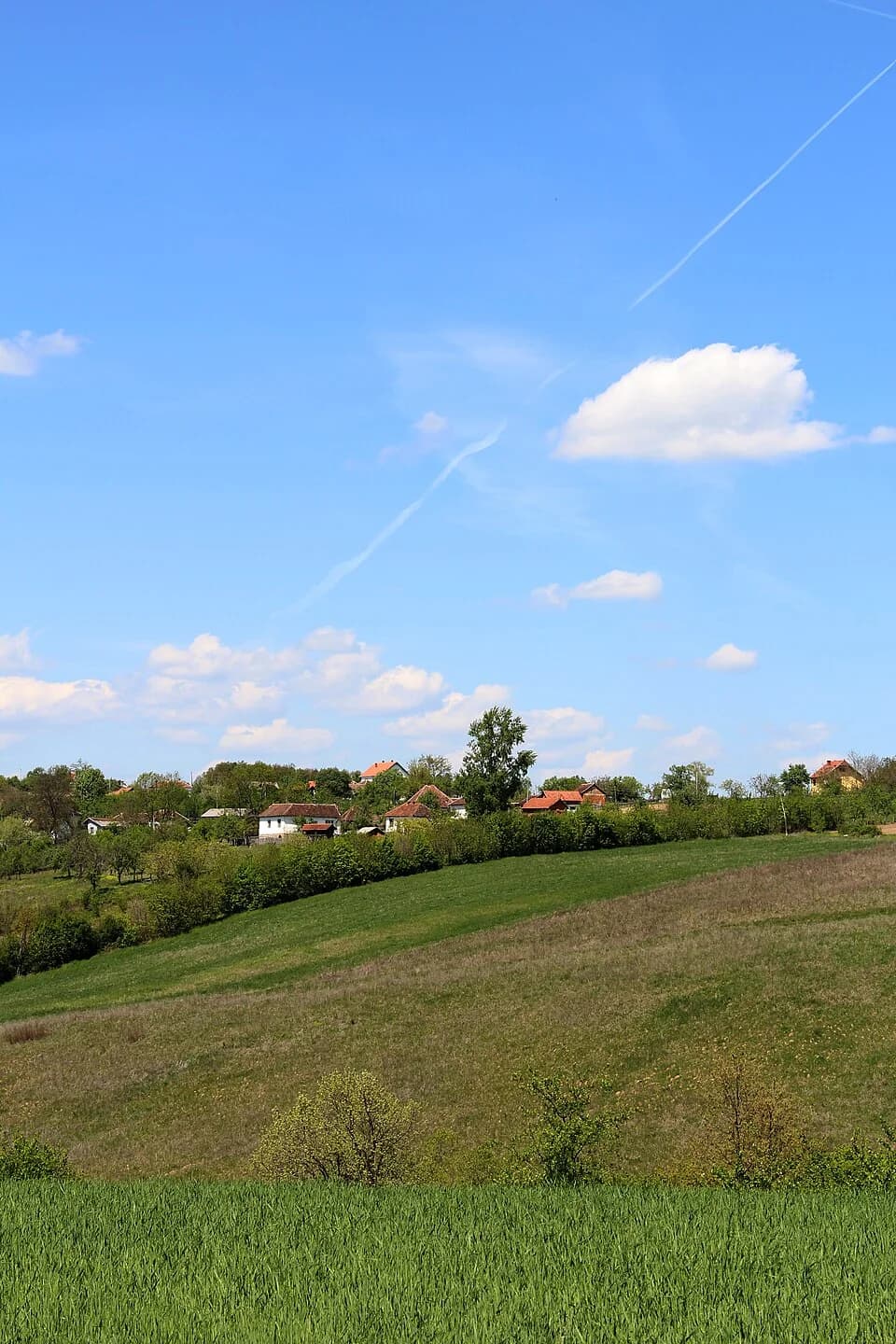 Kozličić